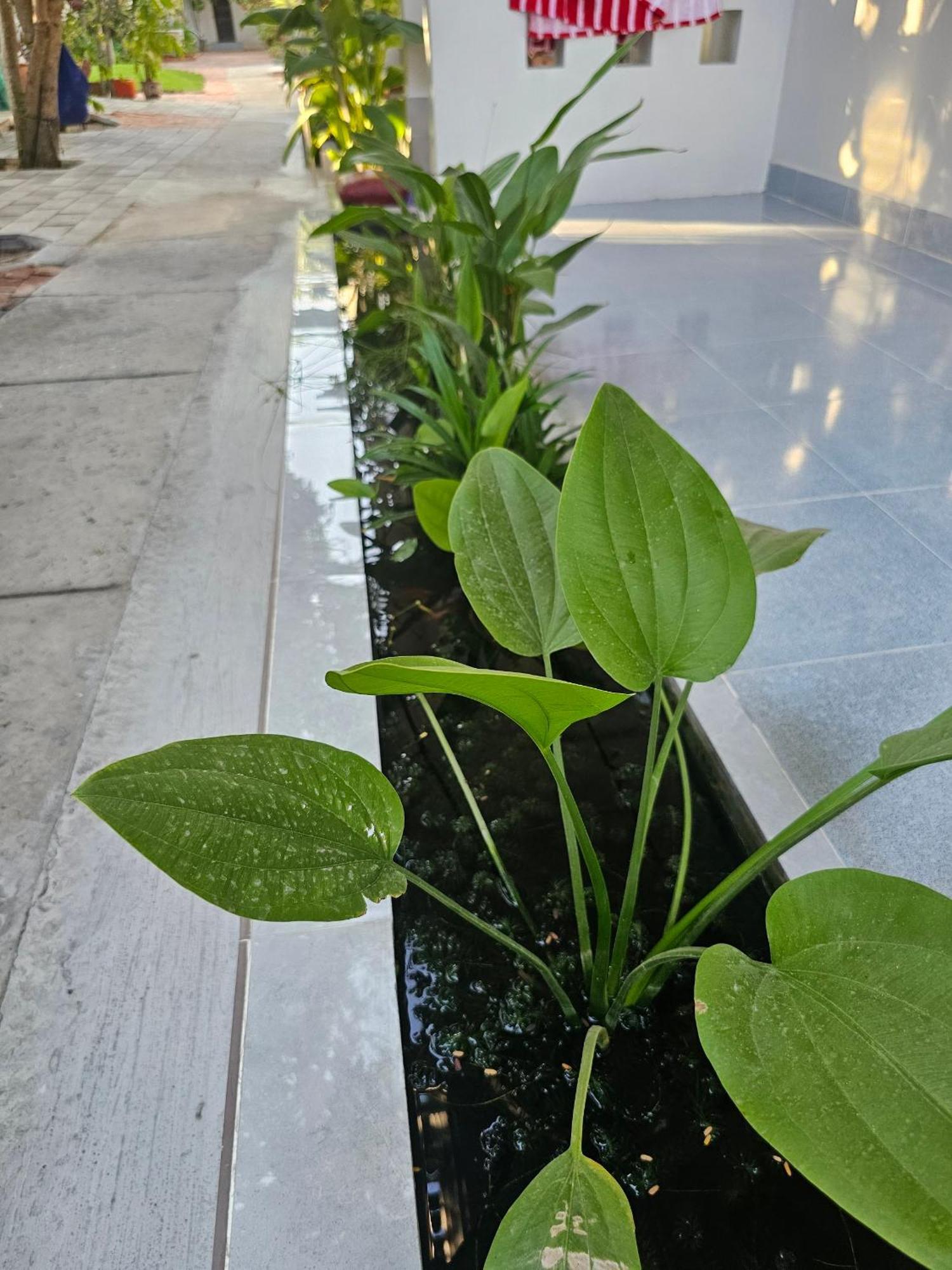 מואי נה Cay Phuong Guesthouse מראה חיצוני תמונה